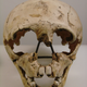 The Gibraltar 2 Neanderthal skull discovered by Garrod.